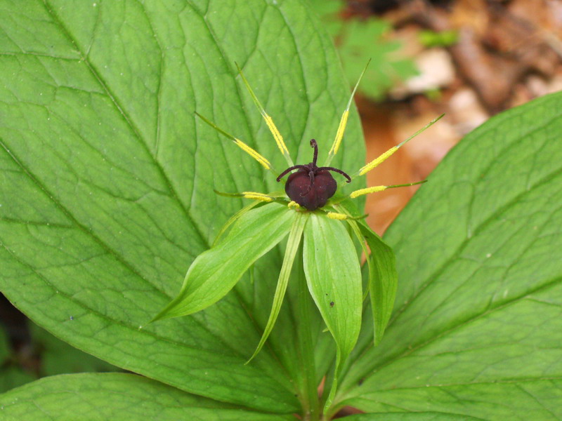 Paris quadrifolia / Uva di Volpe